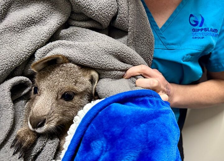 WILDLIFE EMERGENCY CARE WILDLIFE EMERGENCY CARE