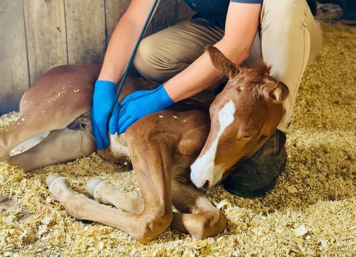 ADVANCED EQUINE DIAGNOSTICS ADVANCED EQUINE DIAGNOSTICS