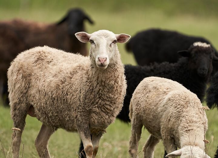 Farm Animals Farm Animals