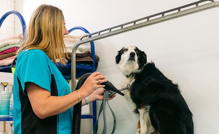 PET GROOMING - EXCLUSIVE TO INVERLOCH PET GROOMING - EXCLUSIVE TO INVERLOCH