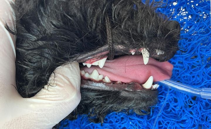 DENTAL SERVICES DENTAL SERVICES