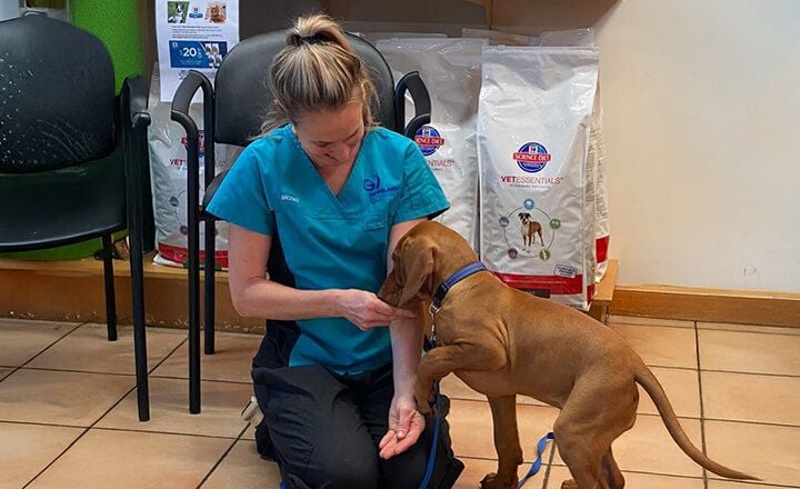 PUPPY SCHOOL PUPPY SCHOOL