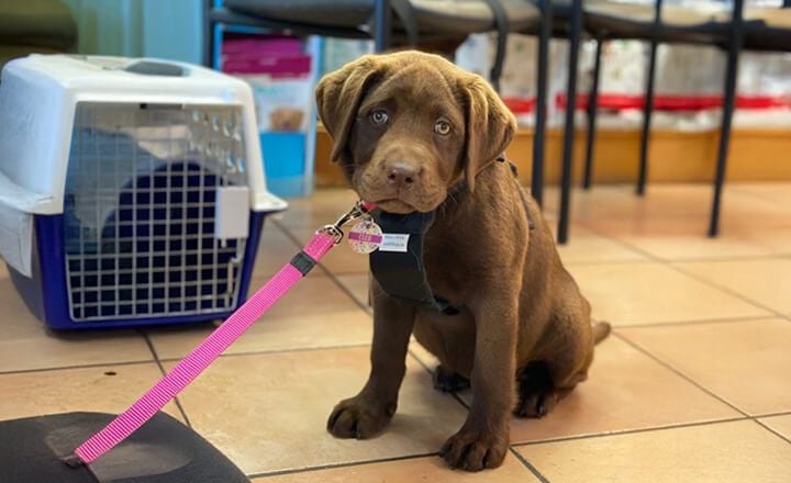PUPPY SCHOOL PUPPY SCHOOL
