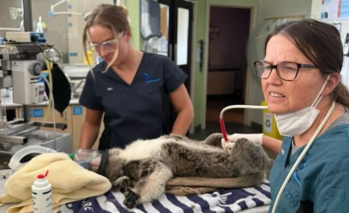 IN-HOUSE DIAGNOSTICS IN-HOUSE DIAGNOSTICS