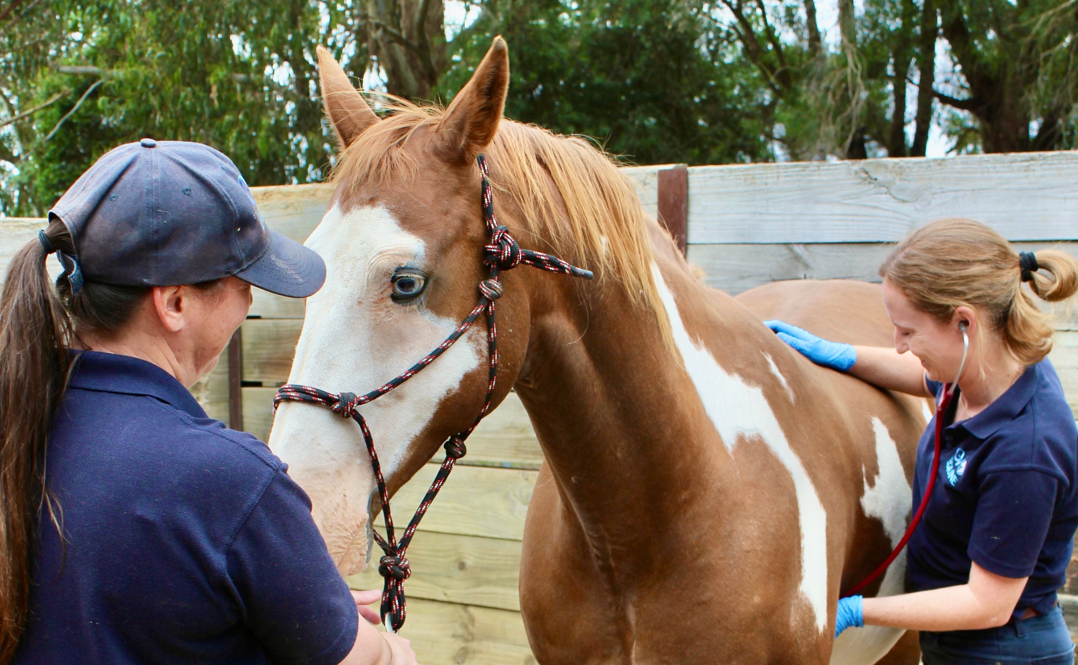EQUINE SERVICES EQUINE SERVICES