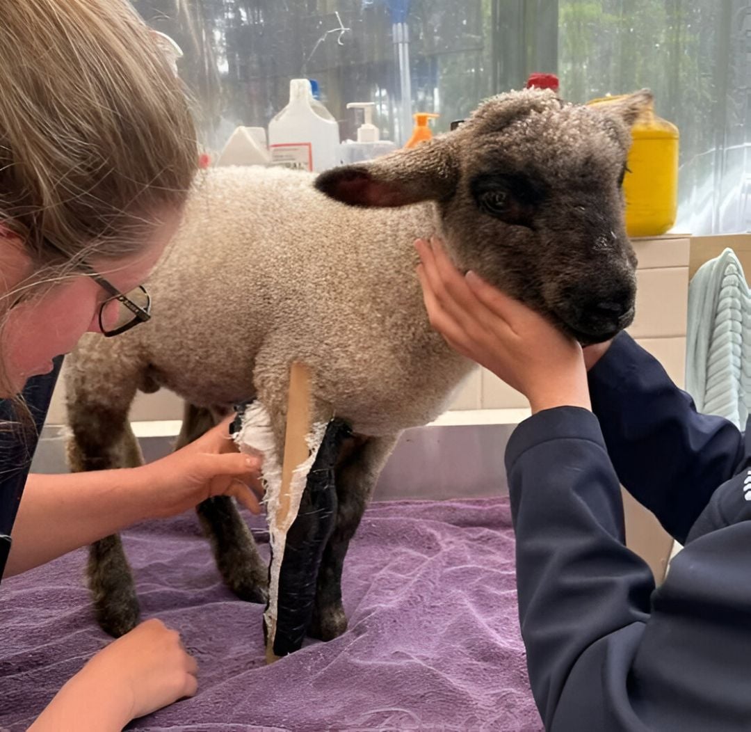 SERVICES FOR HOBBY FARMERS AND SMALL-SCALE PRODUCERS SERVICES FOR HOBBY FARMERS AND SMALL-SCALE PRODUCERS