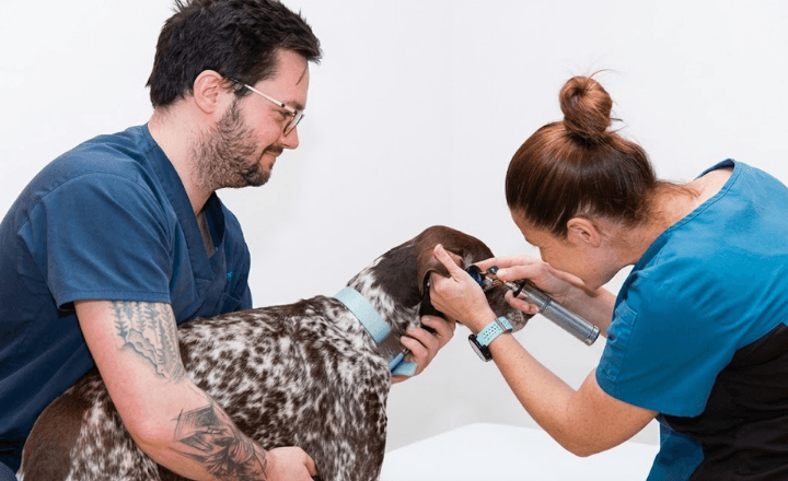 A dog receiving preventative care at the Inverloch Vet Clinic