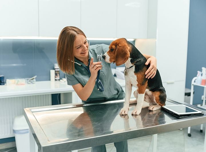 Consultations & Ongoing Veterinary Care