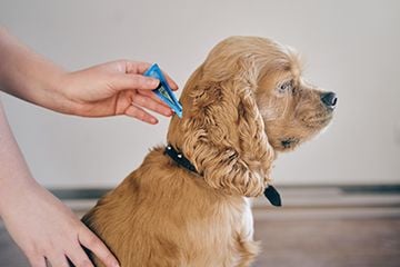 Parasite Prevention – Heartworm