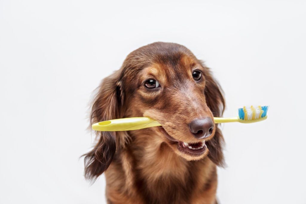 Common Diseases – Dental Disease Common Diseases – Dental Disease