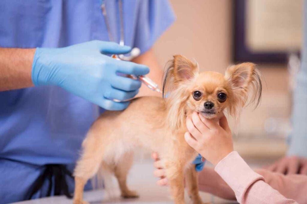 Viruses & Vaccinations Viruses & Vaccinations