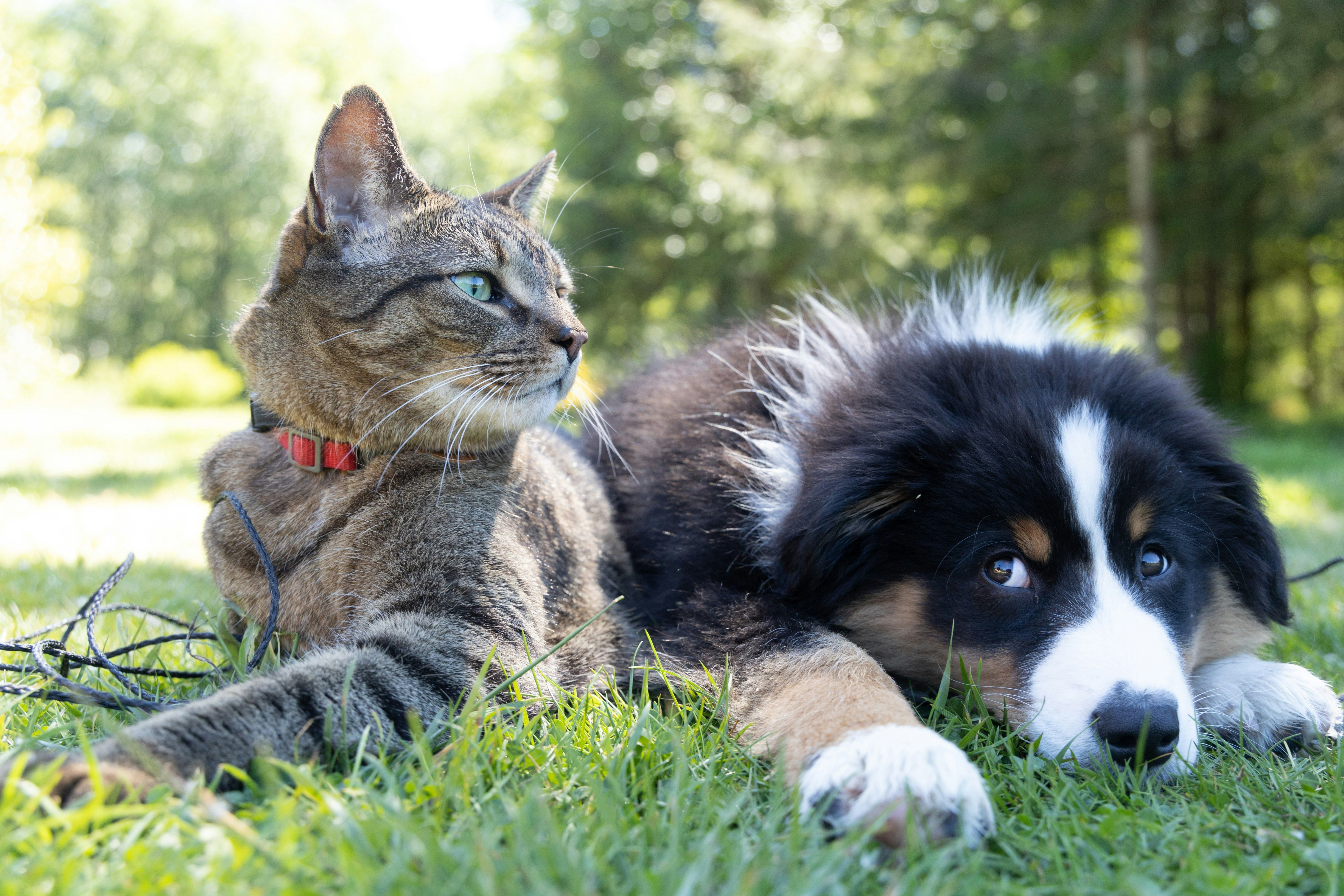 Parasite Prevention – Intestinal Worms