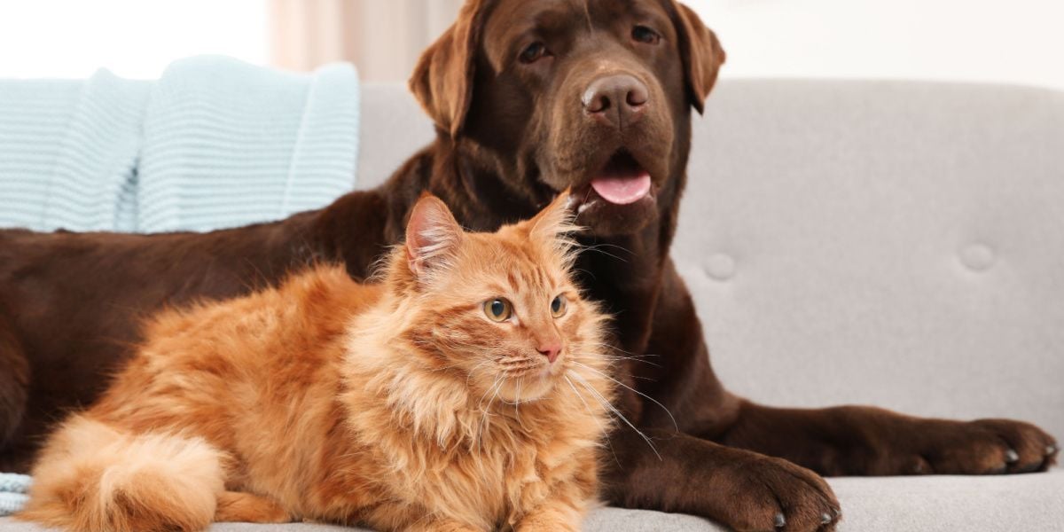 Tick Paralysis & Treatment