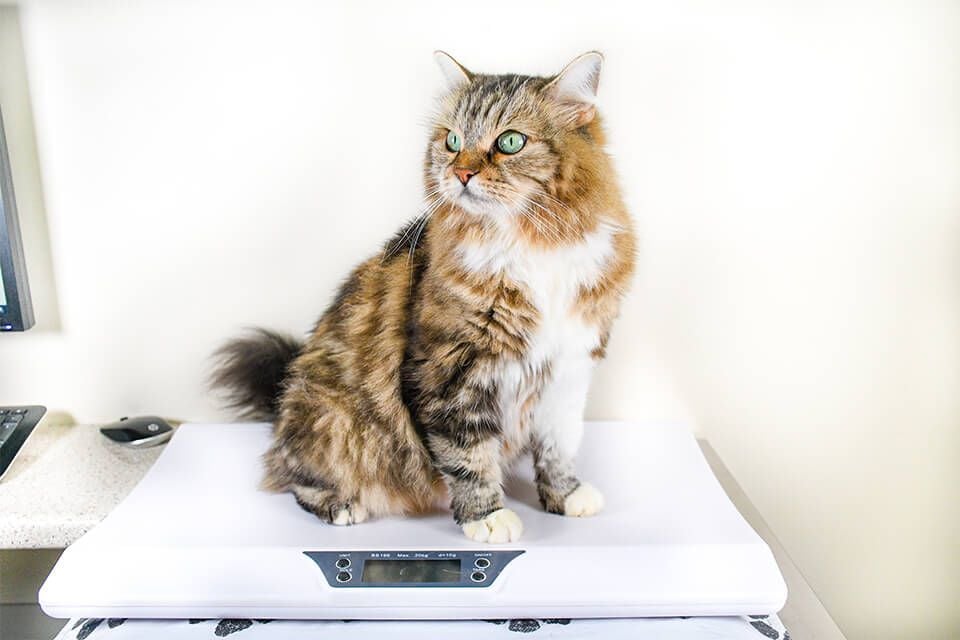 Cat Vaccinations & Wellness Care Cat Vaccinations & Wellness Care