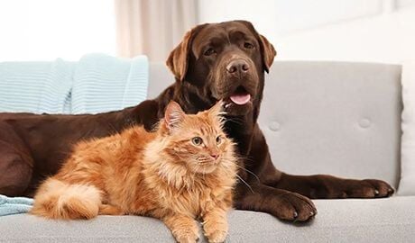 Tick Paralysis & Treatment