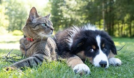 Parasite Prevention – Intestinal Worms