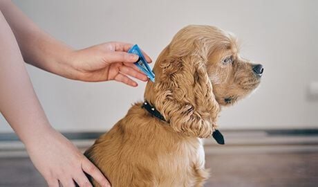 Parasite Prevention – Heartworm