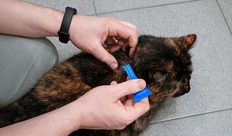 Parasite Prevention – Non-Worm Parasites Parasite Prevention – Non-Worm Parasites