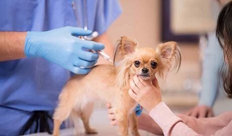 Viruses & Vaccines Viruses & Vaccines