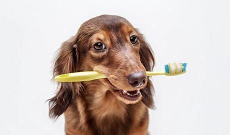 Common Diseases – Dental Disease