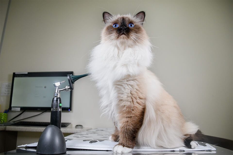 BODY FLUIDS & TISSUE SAMPLES BODY FLUIDS & TISSUE SAMPLES