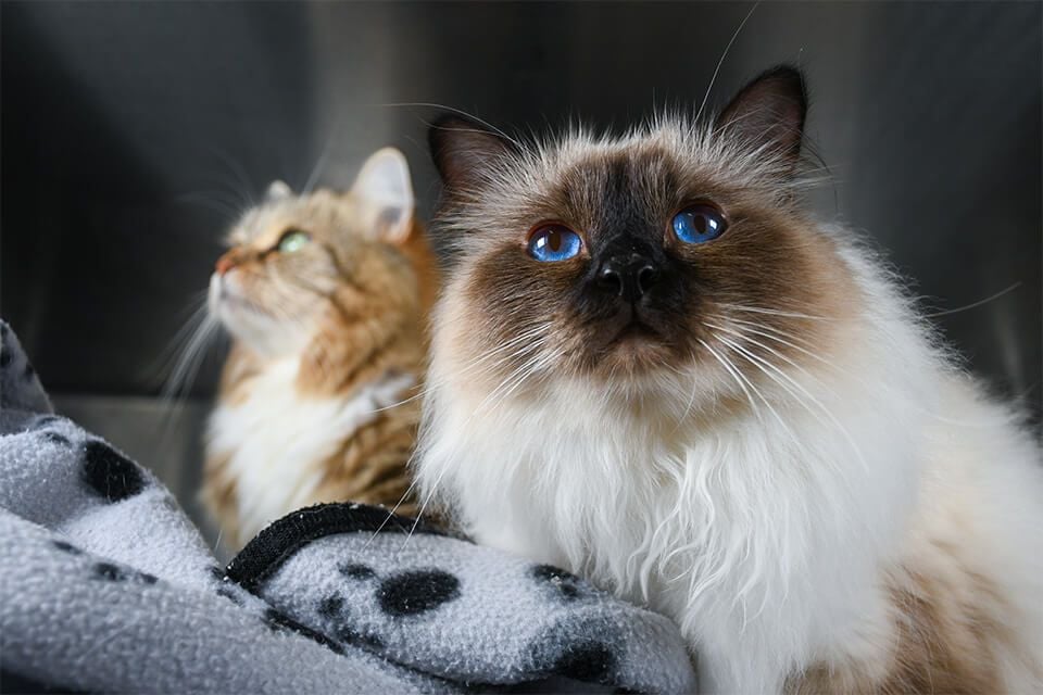 AFTER VACCINATION: WHAT TO EXPECT