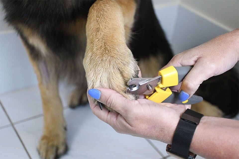 NAIL CLIPPING NAIL CLIPPING