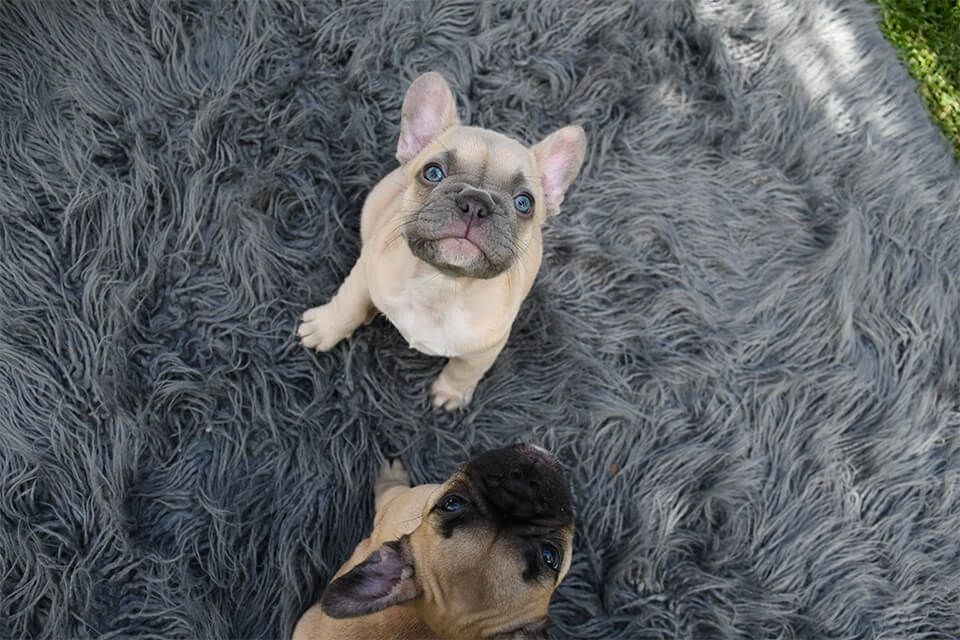 PUPPY PRESCHOOL PUPPY PRESCHOOL