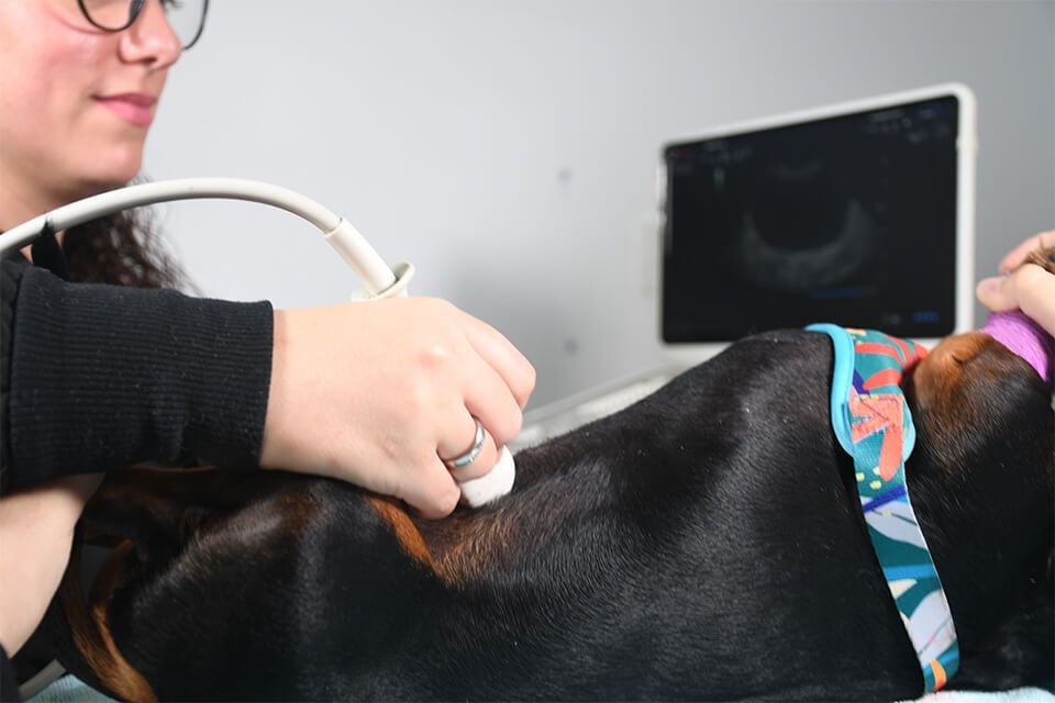 ULTRASOUND ULTRASOUND