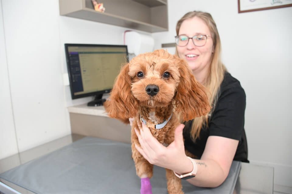 ORTHOPAEDIC SURGERY ORTHOPAEDIC SURGERY