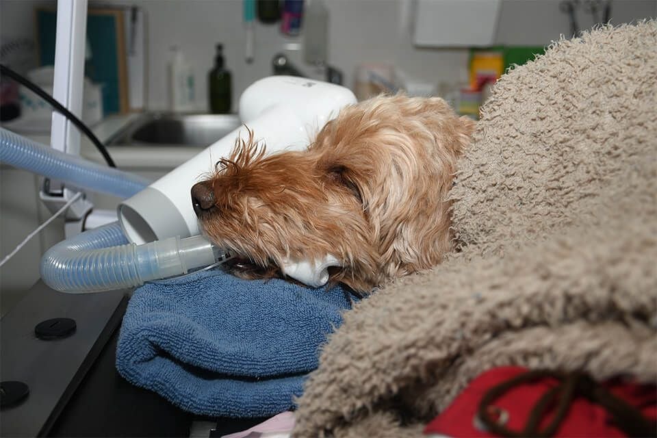 ANAESTHESIA AND MONITORING ANAESTHESIA AND MONITORING