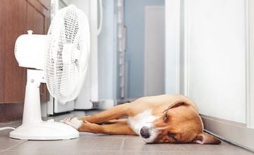 Heat Stroke in Pets Heat Stroke in Pets