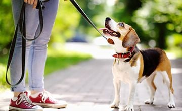 Tips for training your pet