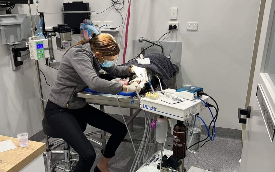 Dedicated Dental Suite and Ward