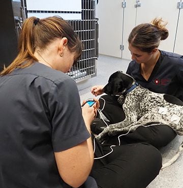 Emergency & Intensive Care Emergency & Intensive Care