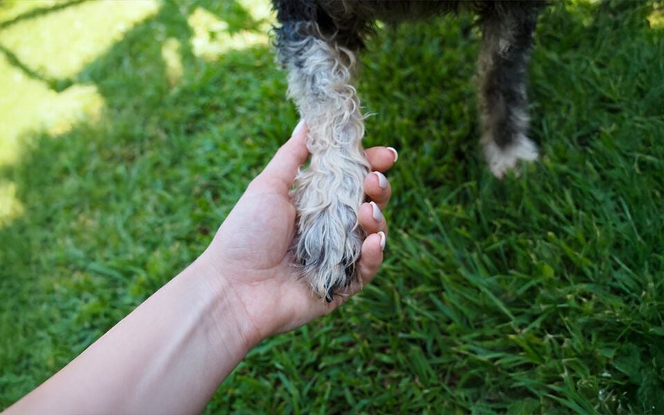 Euthanasia & Palliative Care