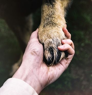 Euthanasia & Palliative Care Euthanasia & Palliative Care