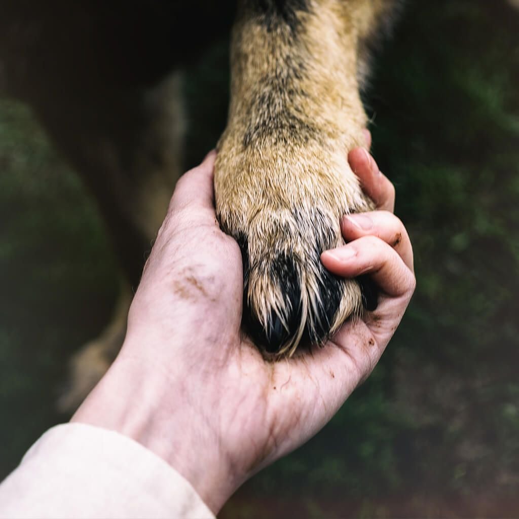 Euthanasia Consent Form