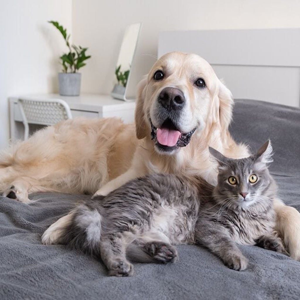 Pet Package Form Pet Package Form