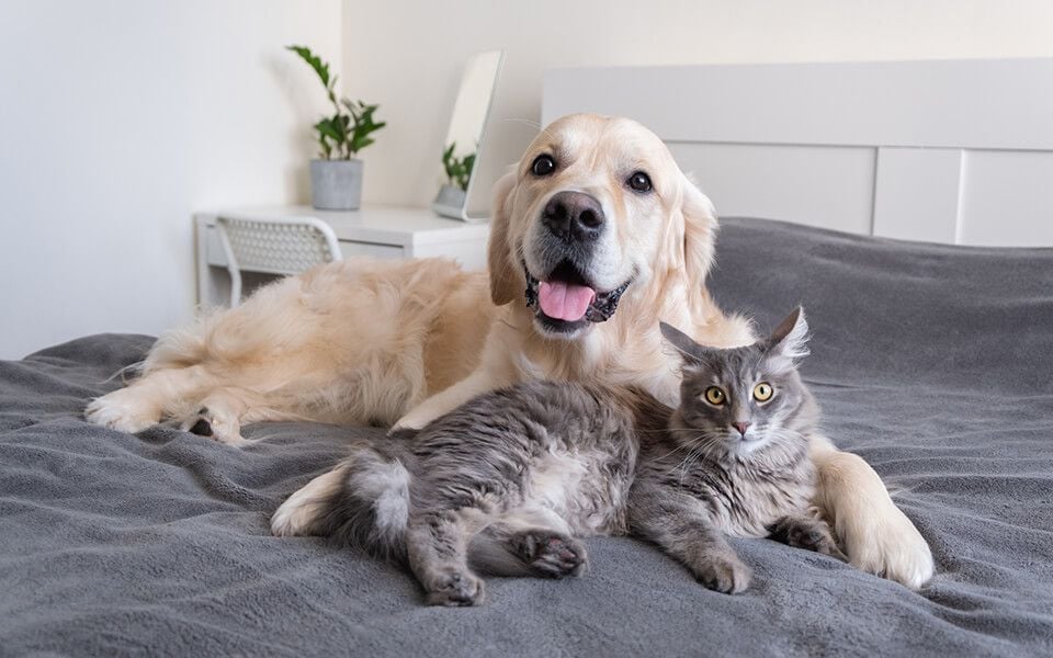 THE QVCC PET PACKAGE