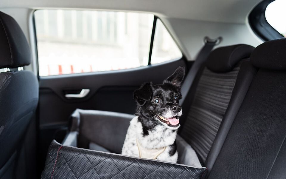 Pet Taxi Pricing