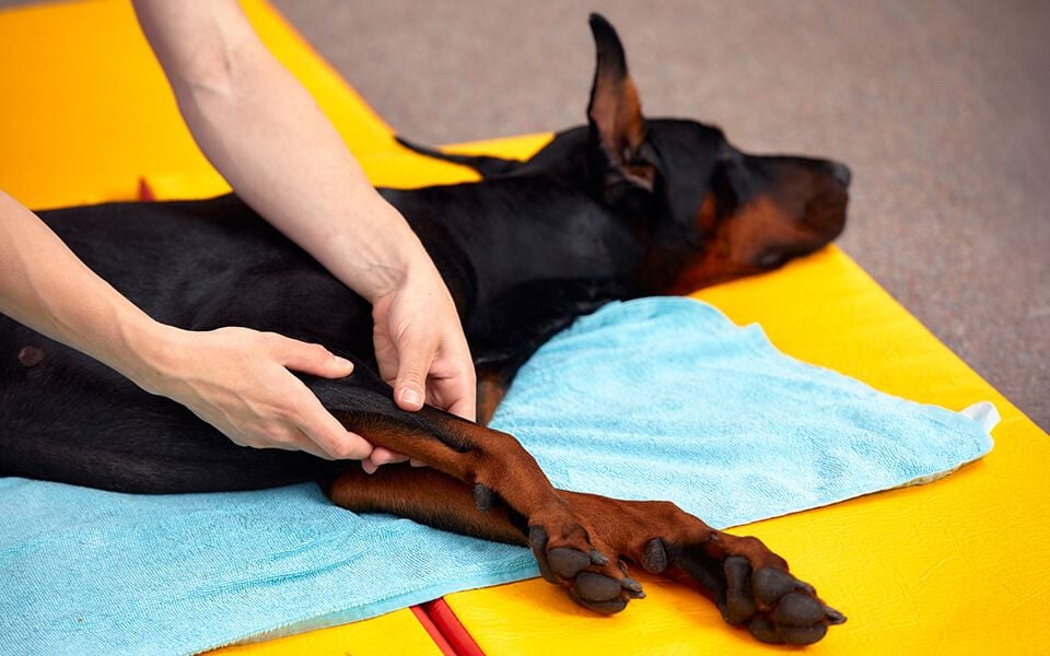 Physiotherapy / Rehabilitation