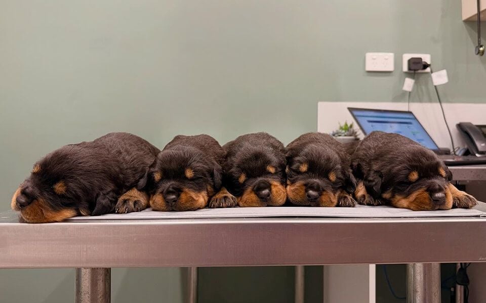 Puppy Preschool