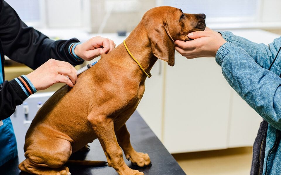 Vaccinations & Parasite Prevention