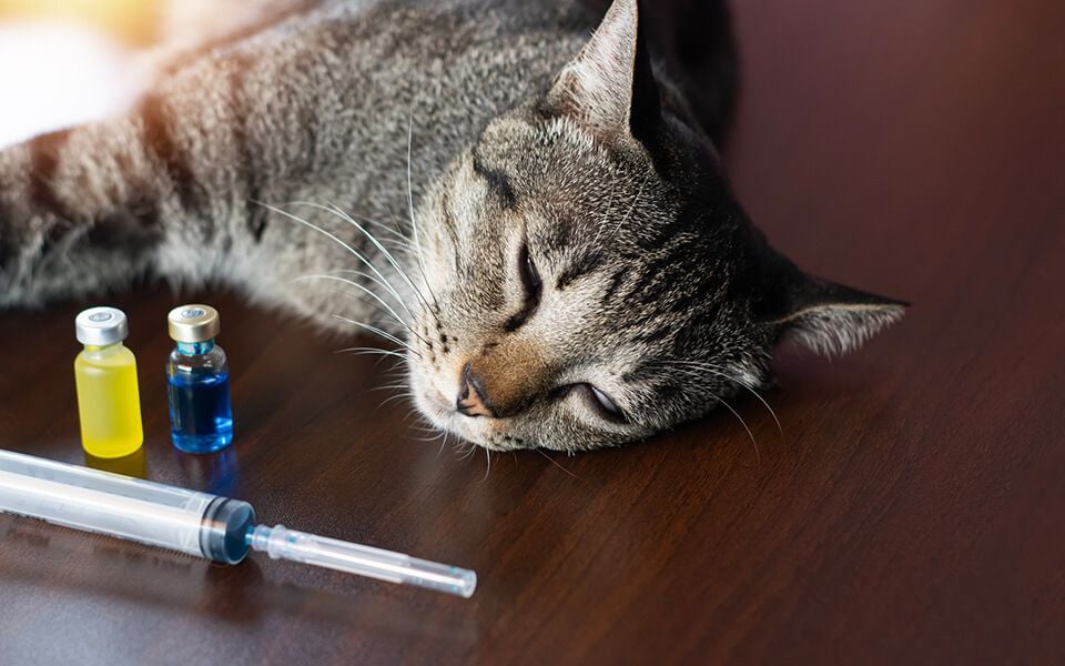 Vaccinations & Parasite Prevention