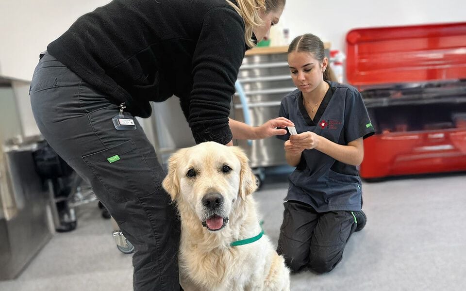 Vaccinations & Parasite Prevention