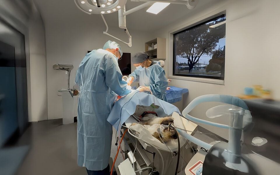 Visiting Specialists