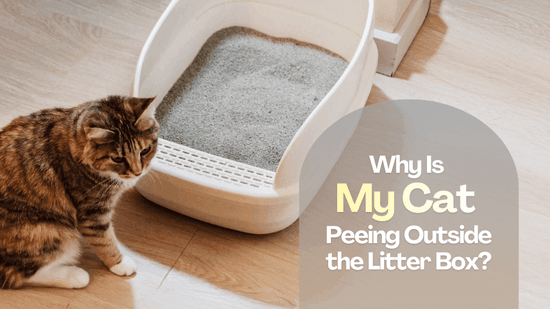 Why Is My Cat Peeing Outside the Litter Tray? Why Is My Cat Peeing Outside the Litter Tray?
