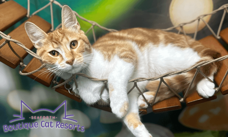 Boutique Cat Resort