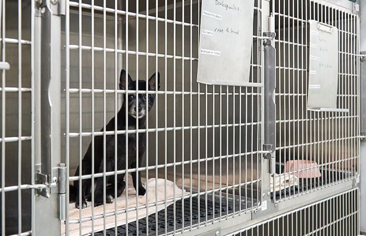 RECOVERY & POST-OPERATIVE CARE RECOVERY & POST-OPERATIVE CARE